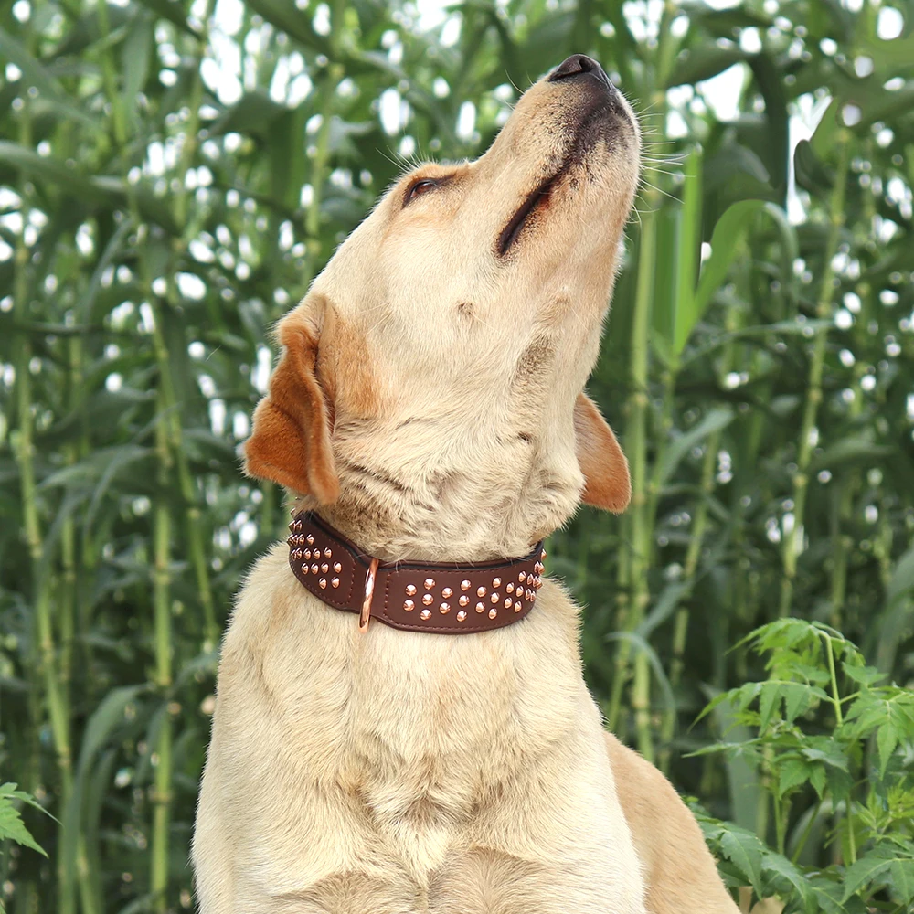 Dog Collar - 24532 f4qkcn.jpg