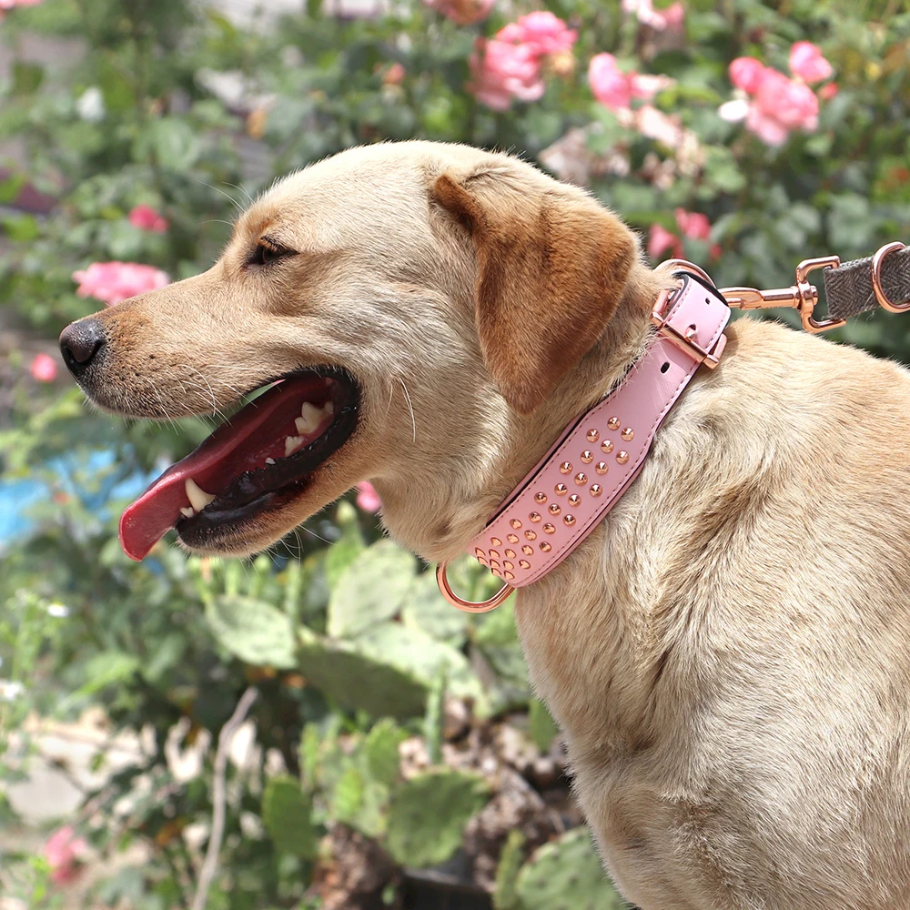 Dog Collar - 24532 mtac7k.jpg