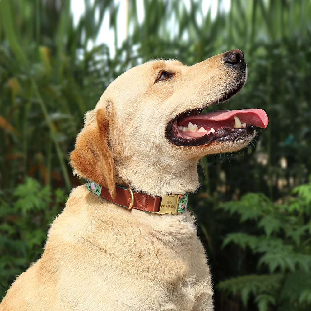 Dog Collar - 24620 6jupqz.jpg
