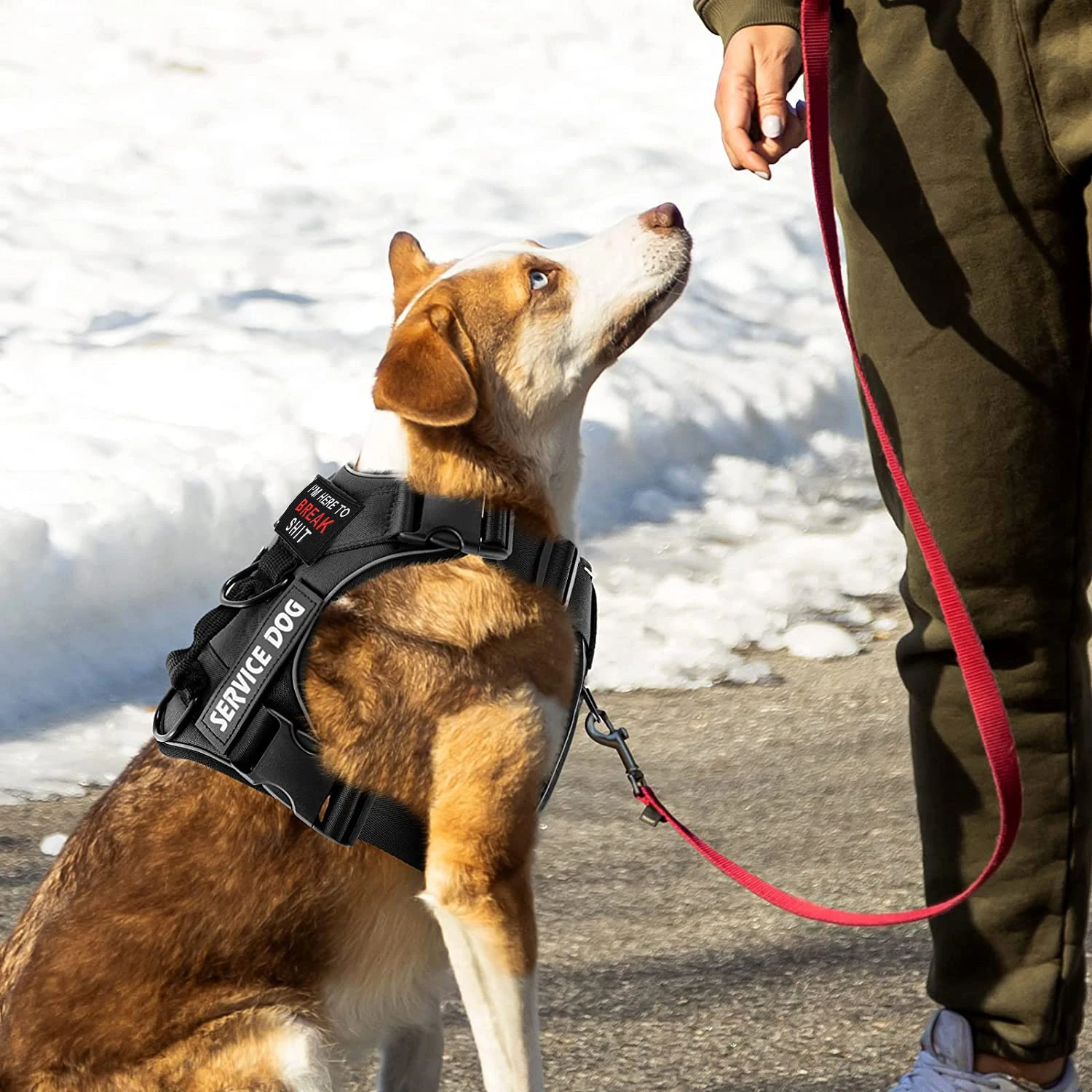 Dog Collar - 27950 qq7qjs.jpg