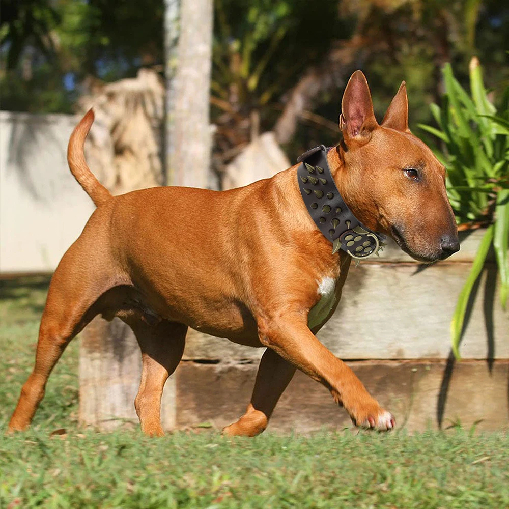 Dog Collar - 29371 0vldxy.jpg